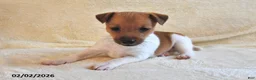 Jack Russell Terrier dogs for sale: Cuddles  - Ad 4