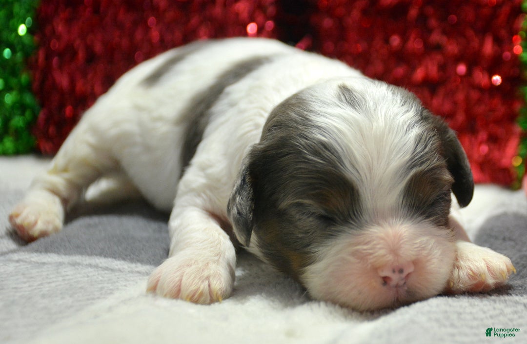 Cavapoo dogs for sale: Cavapoo Puppy 4 Cindy - Ad 3