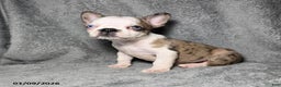 Frenchton dogs for sale: Ava  - Ad 3