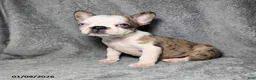 Frenchton dogs for sale: Ava  - Ad 3