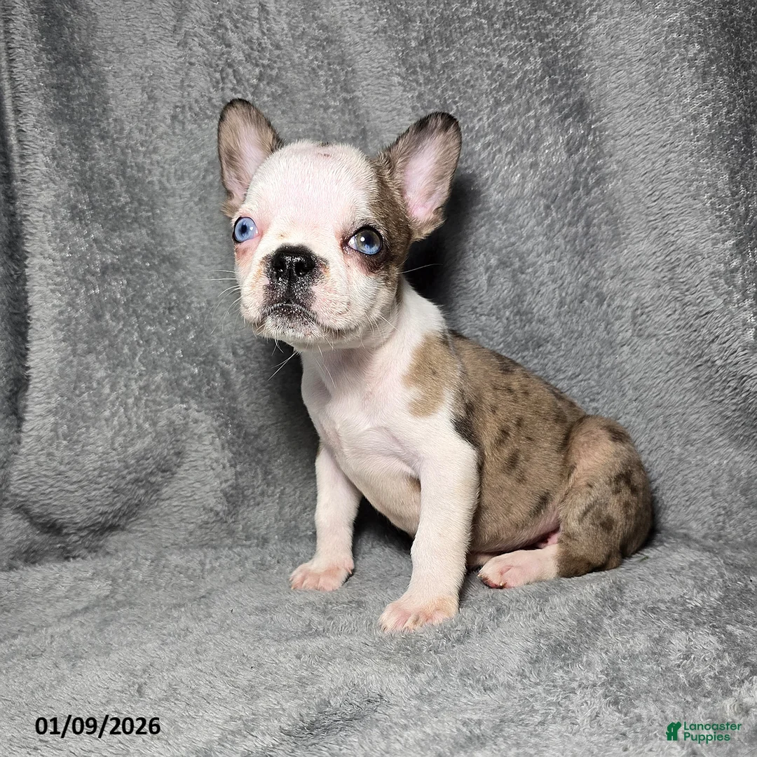 Frenchton dogs for sale: Ava  - Ad 3