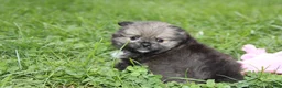 Pomeranian dogs for sale: Jazzy - Ad 7