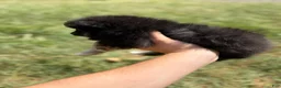 Pomeranian dogs for sale: Pomeranian 1 - Ad 3