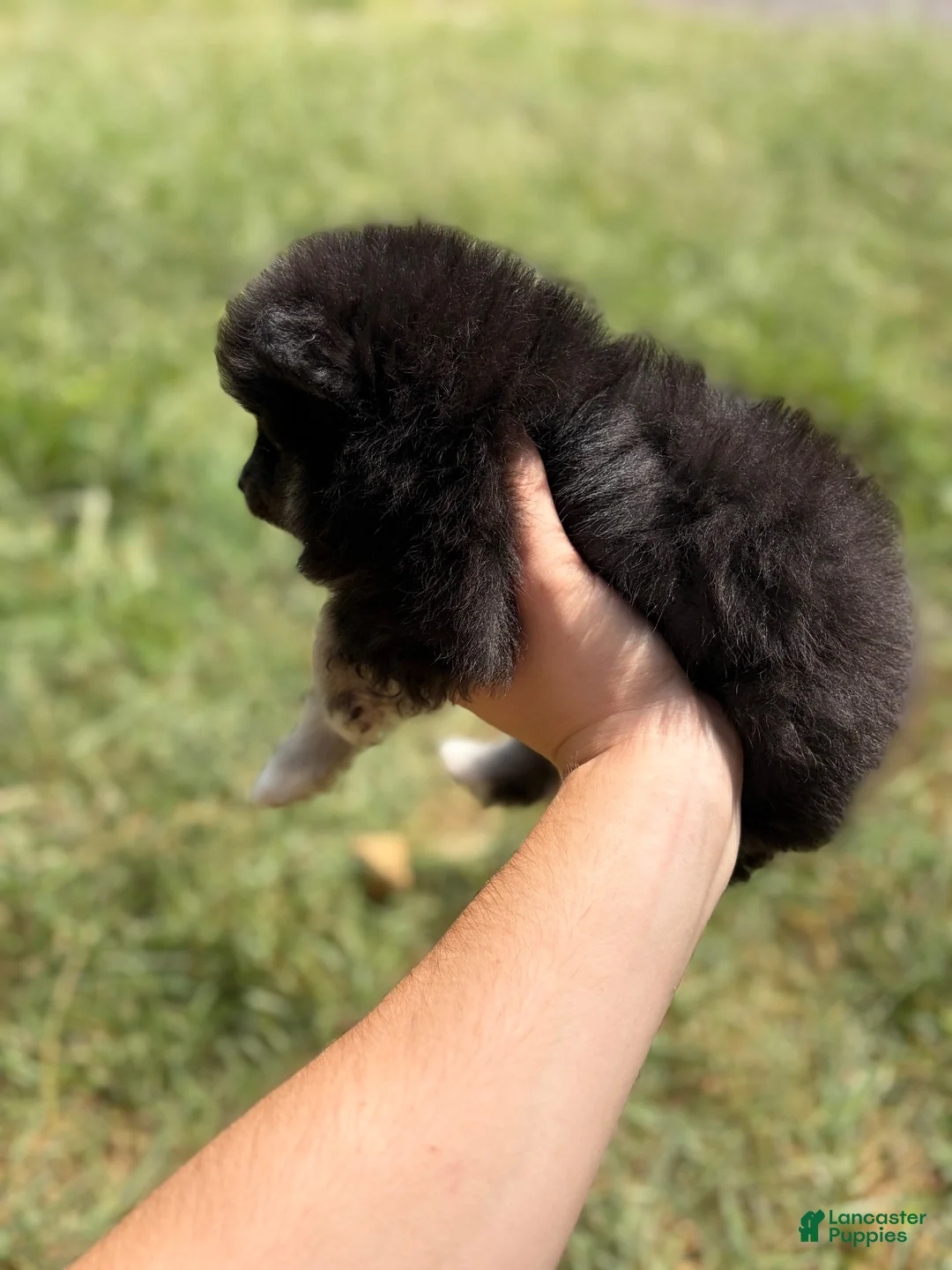 Pomeranian dogs for sale: Pomeranian 1 - Ad 3