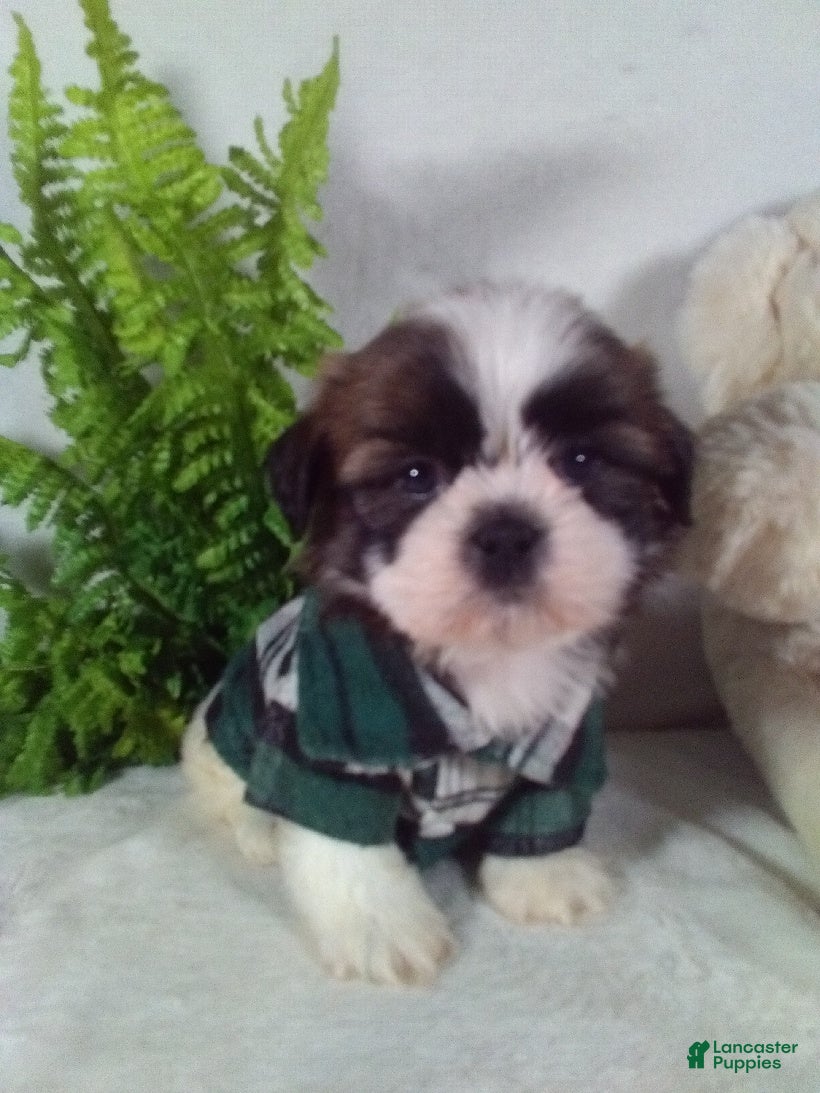 Shih Tzu dogs Bruno - Ad 1