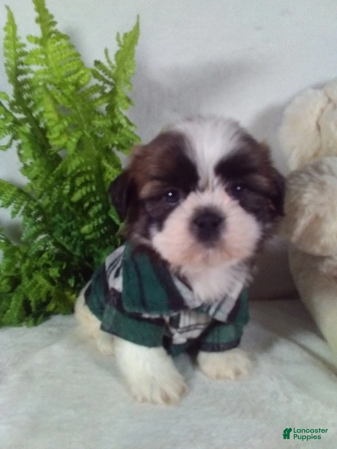 Shih Tzu dogs for sale: Bruno - Ad 1