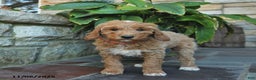 Mini Goldendoodle dogs for sale: Bella   - Ad 4