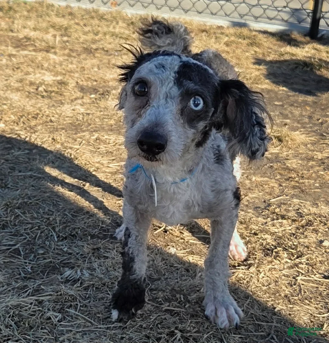 Toy Poodle dogs for sale: Toy Poodle Puppy 1 - Ad 2