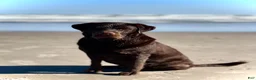 Labrador Retriever dogs for sale: Labrador Retriever 1 - Ad 4