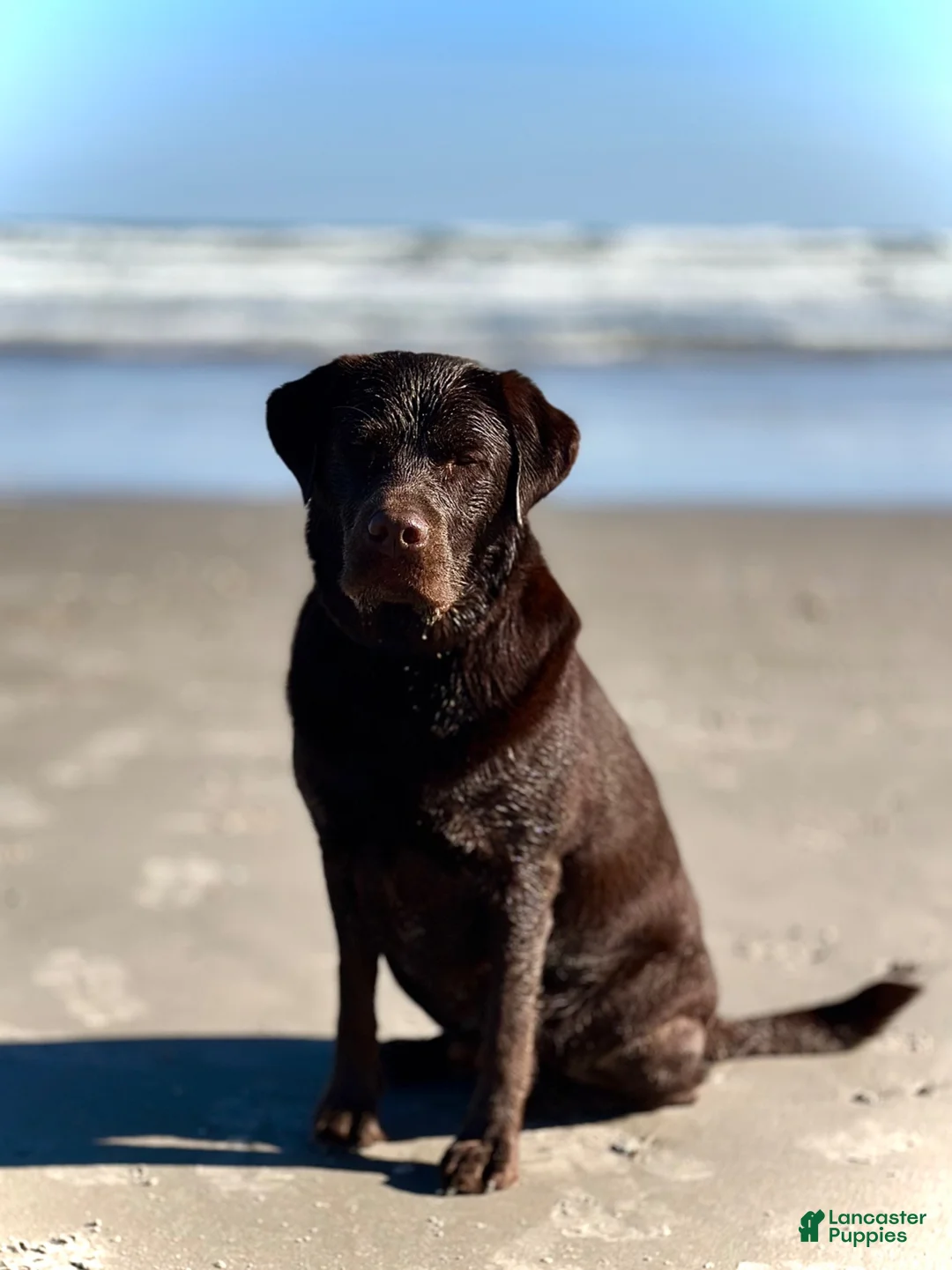 Labrador Retriever dogs for sale: Labrador Retriever 1 - Ad 4