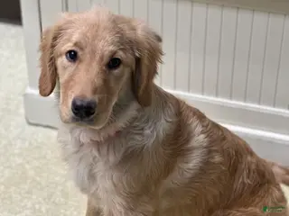 Golden Retriever dogs Golden Retriever Dark Pink Girl - Ad 1