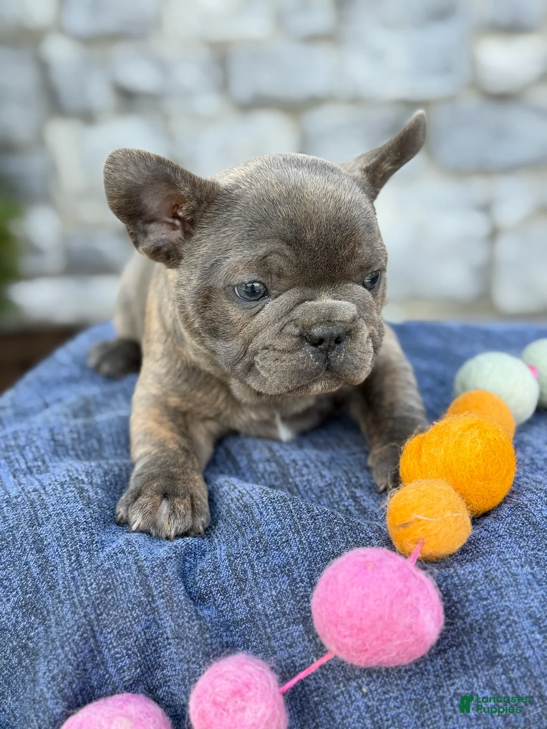 French Bulldog dogs for sale: Brody - Ad 2