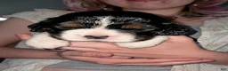 English Springer Spaniel dogs for sale: Amy-Female - Ad 1