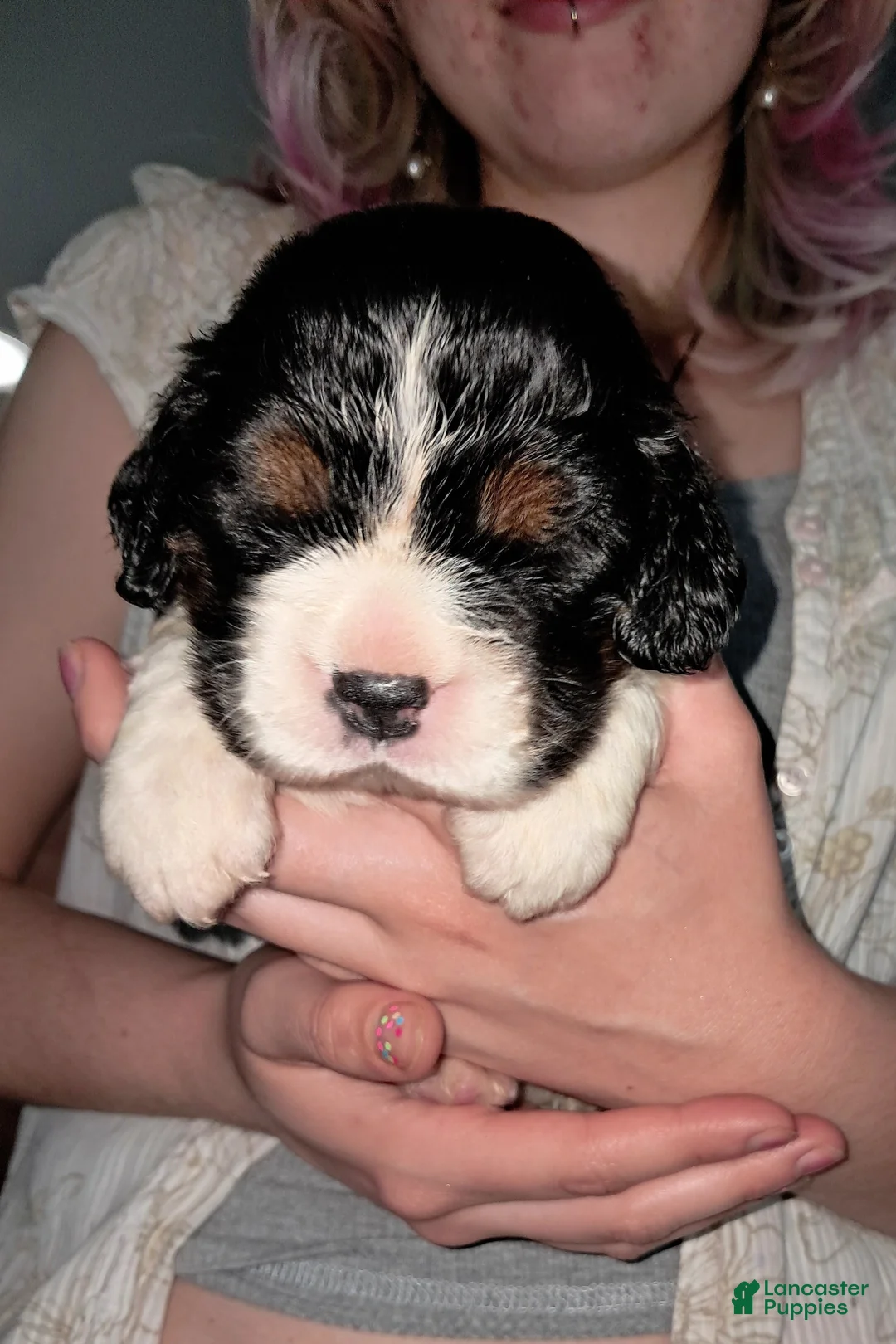 English Springer Spaniel dogs for sale: Amy-Female - Ad 1
