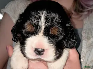 English Springer Spaniel dogs Amy-Female - Ad 8