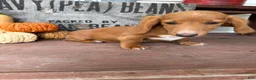 Miniature Dachshund dogs for sale: Ella - Ad 5