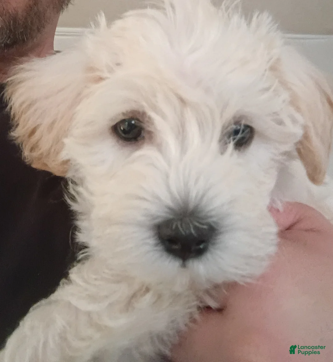 Schnoodle dogs for sale: Joey Bear - Ad 1