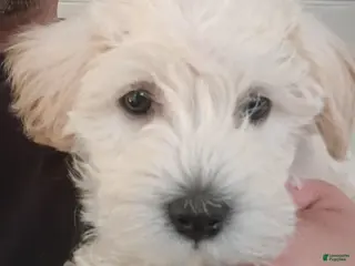 Schnoodle dogs Joey Bear - Ad 1