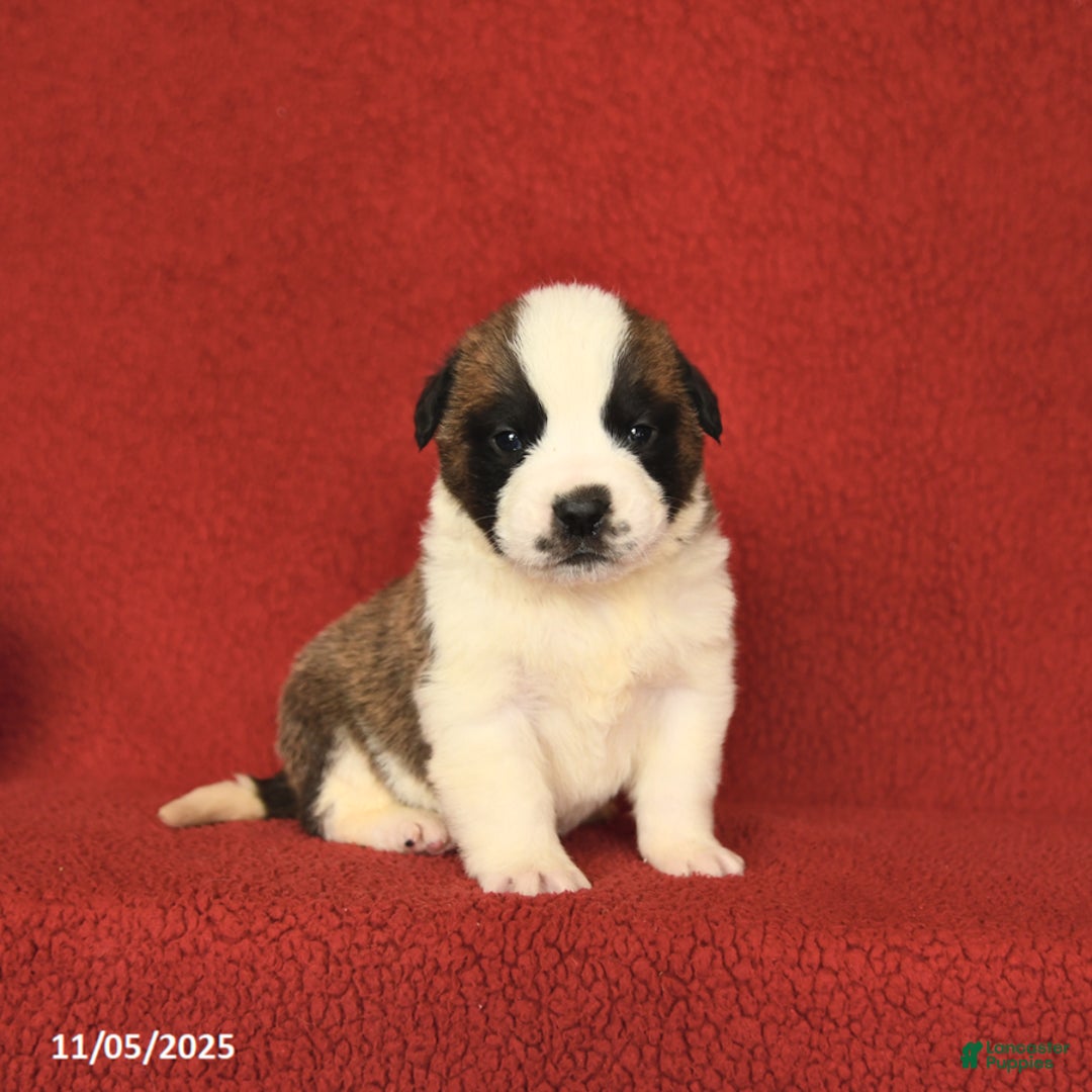 Saint Bernard dogs for sale: Windy - Ad 2