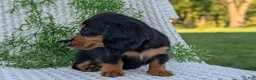 Miniature Dachshund dogs for sale: Riley - Ad 72