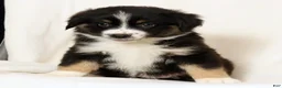 Miniature Australian Shepherd dogs for sale: Lily - Ad 8