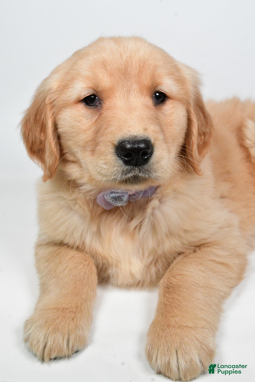 Golden Retriever dogs for sale: Lilly - Ad 8