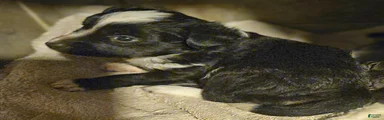 Kumba SMALL/FLUFFY
