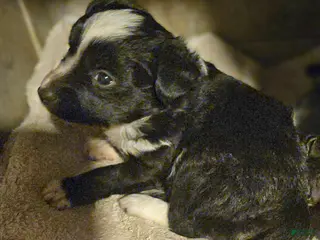 Chihuahua dogs Kumba SMALL/FLUFFY - Ad 22