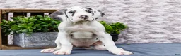 Great Dane dogs for sale: Kelly - Ad 6