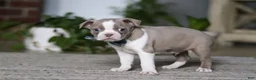 Boston Terrier dogs for sale: Riley - Ad 3