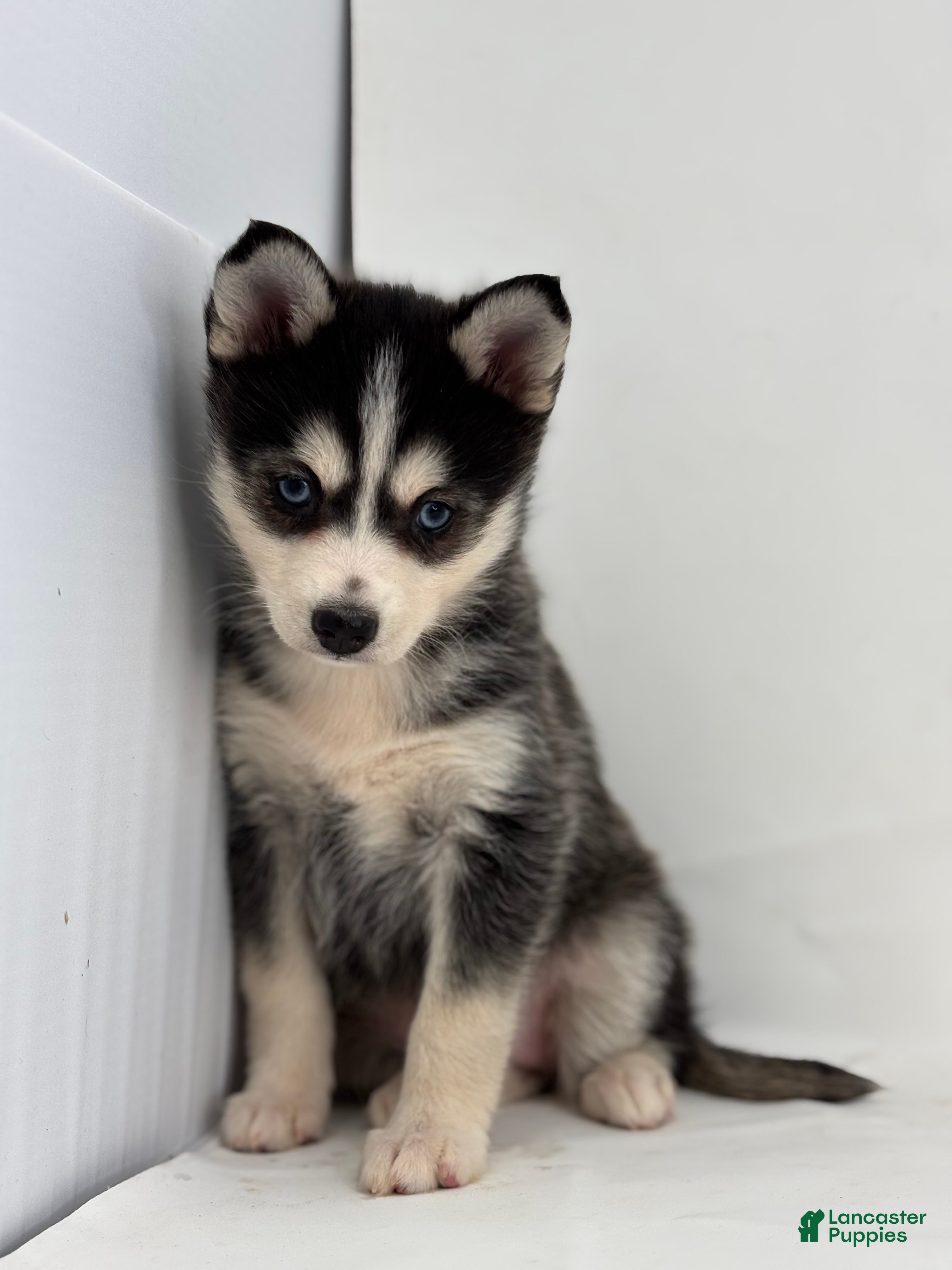 Pomsky dogs Daisey - Ad 37