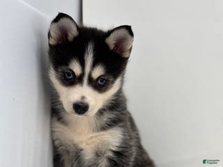 Pomsky dogs Daisey - Ad 37