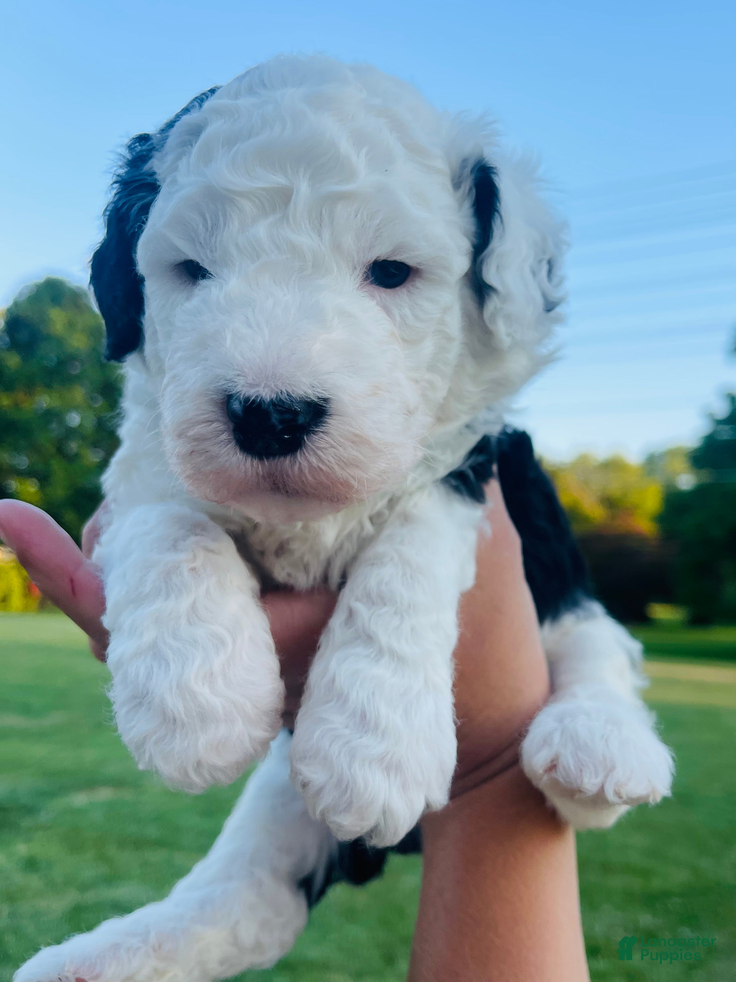 Sheepadoodle dogs Shadow  - Ad 25