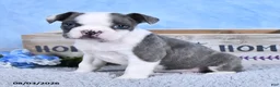 Frenchton dogs for sale: Bingo - Ad 3