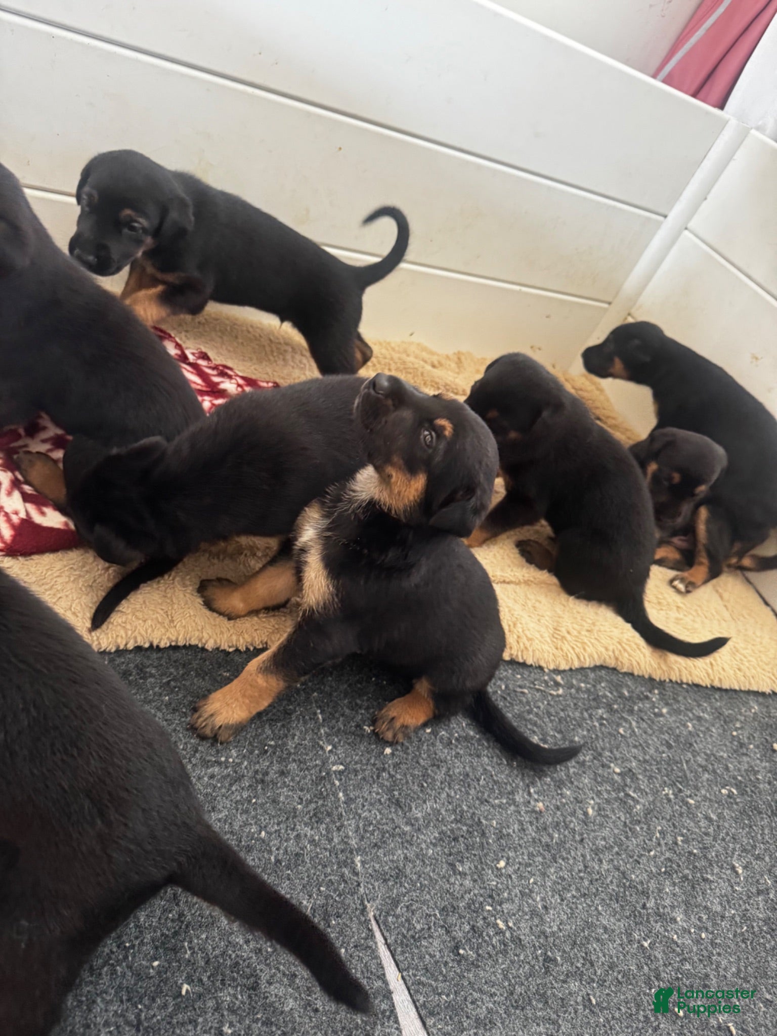 Mixed Breed dogs Mixed Breed 4 - Ad 41