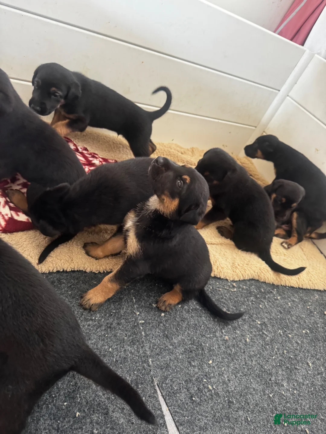 Mixed Breed dogs for sale: Mixed Breed 4 - Ad 1