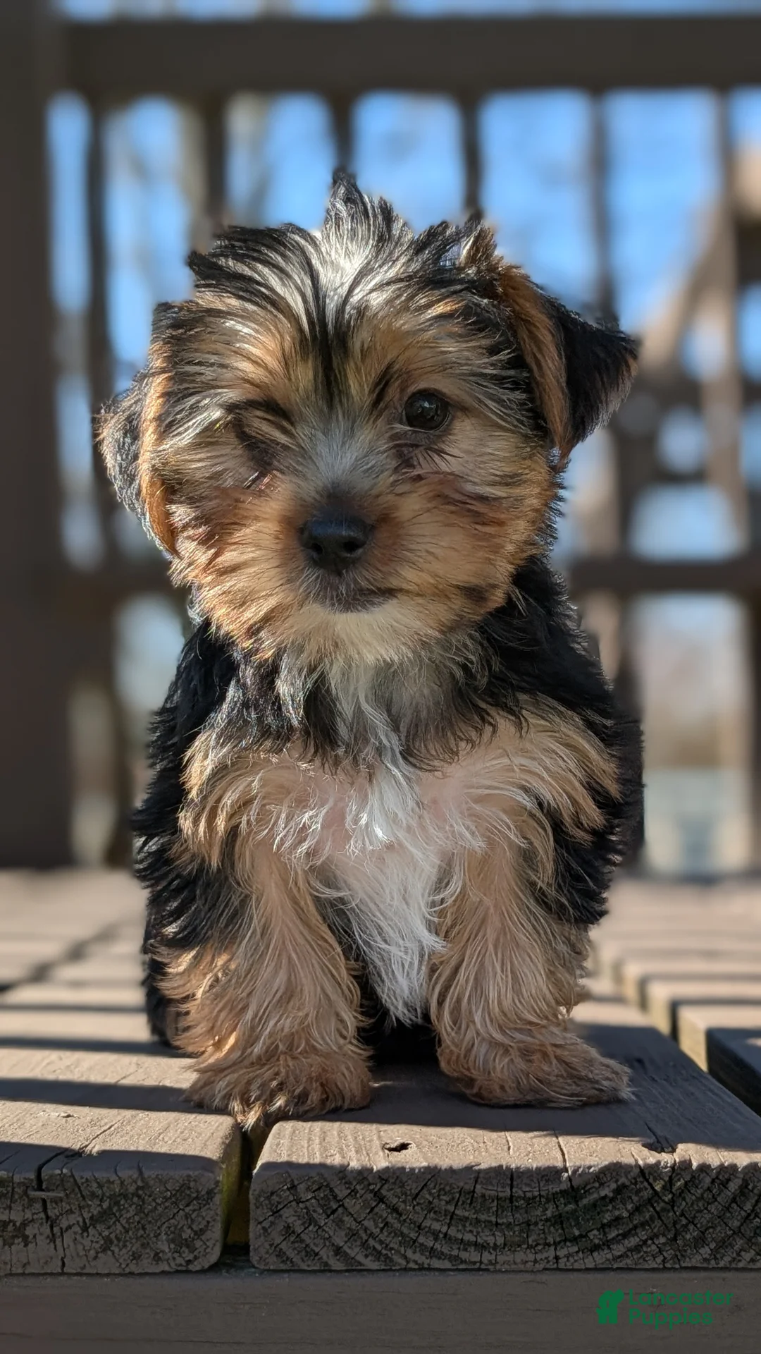 Yorkshire Terrier dogs for sale: Axel - Ad 2
