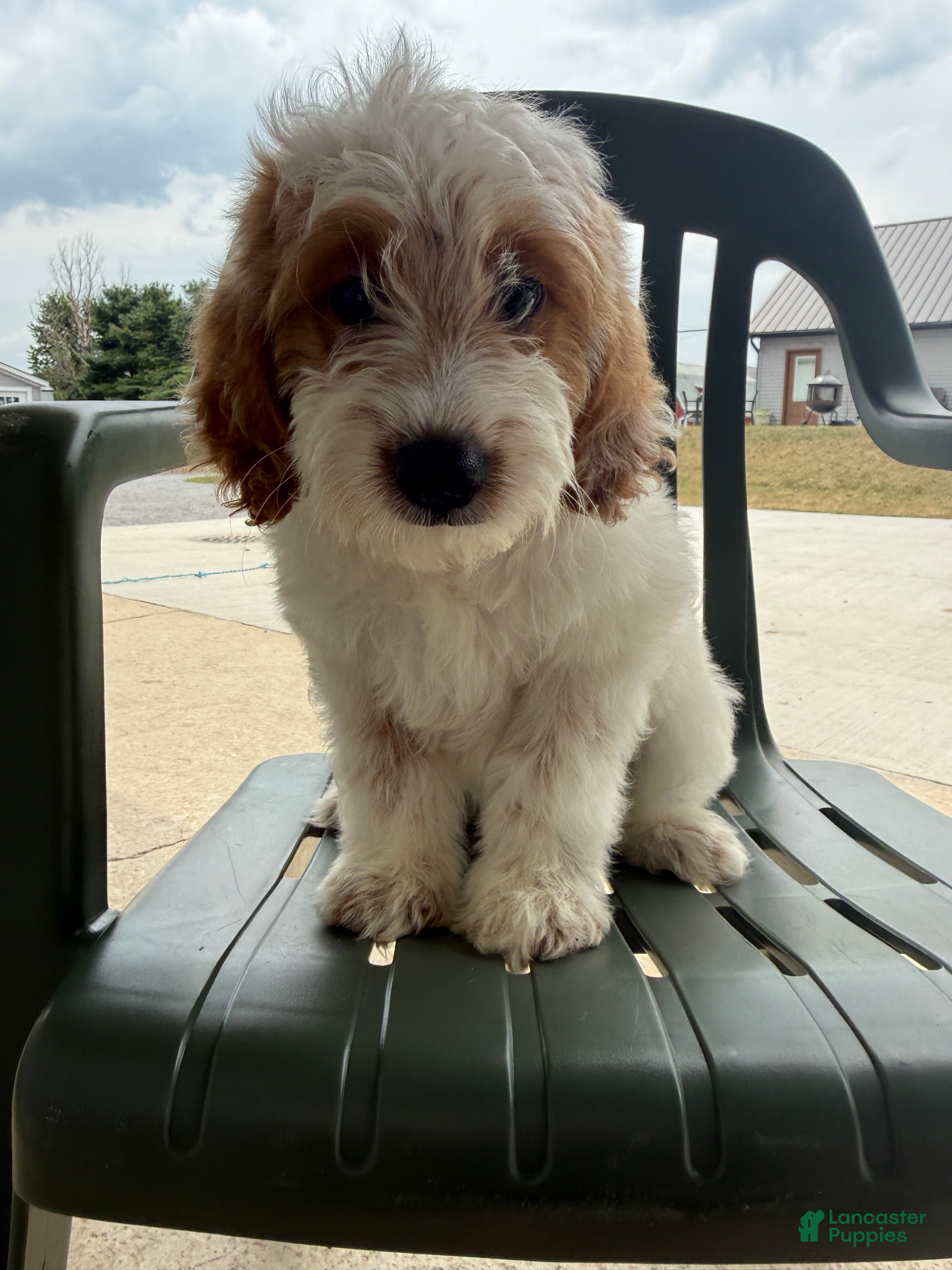 Mini Goldendoodle dogs Archie - Ad 2