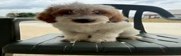 Mini Goldendoodle dogs for sale: Archie - Ad 2