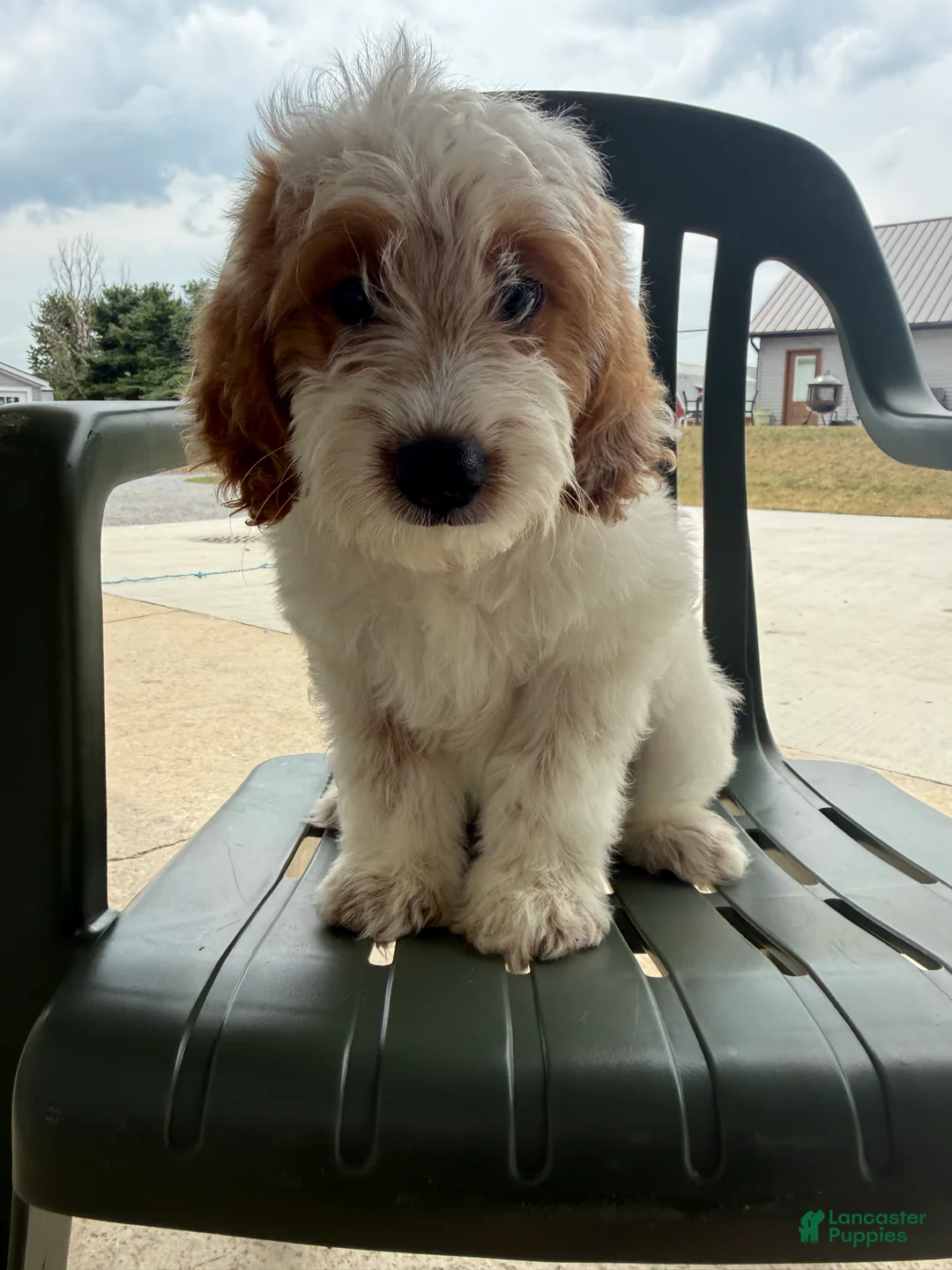 Mini Goldendoodle dogs for sale: Archie - Ad 2