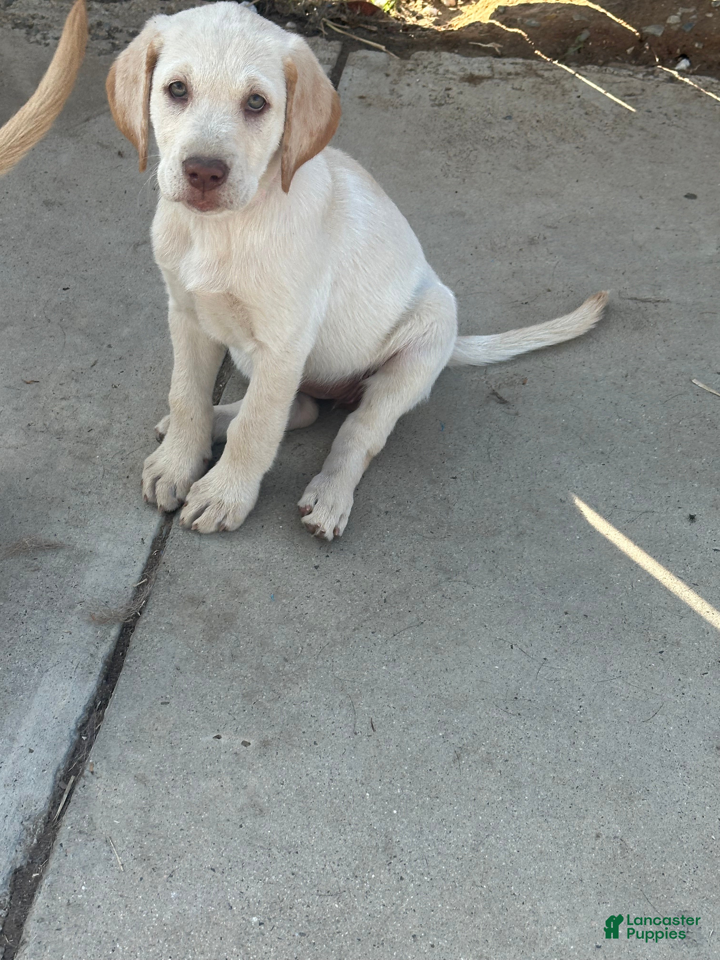 Labrador Retriever dogs Labrador Retriever Puppy 4 - Ad 8