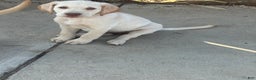 Labrador Retriever dogs for sale: Labrador Retriever Puppy 4 - Ad 1