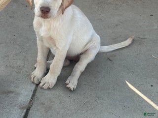 Labrador Retriever dogs Labrador Retriever Puppy 4 - Ad 1