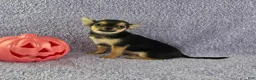 Chihuahua dogs for sale: Zoey - Ad 10