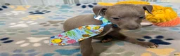 Italian Greyhound dogs for sale: Shark - Ad 4