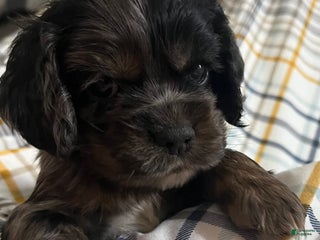 Cocker Spaniel dogs - Ad 6