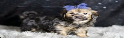 Yorkiepoo dogs for sale: Wolfie - Ad 4