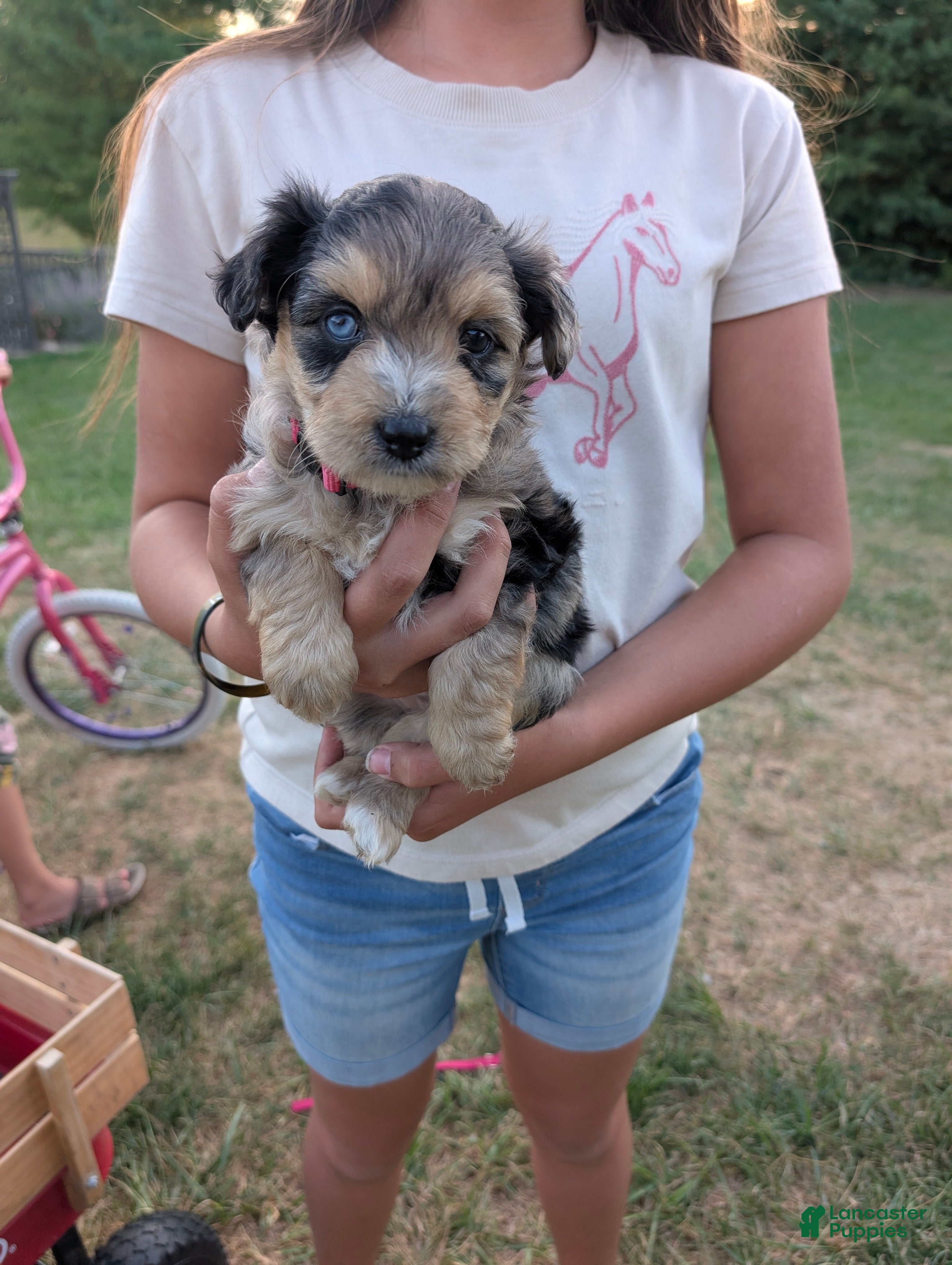 Cuddly Miniature Australian Shepherd Puppies for sale Lancaster