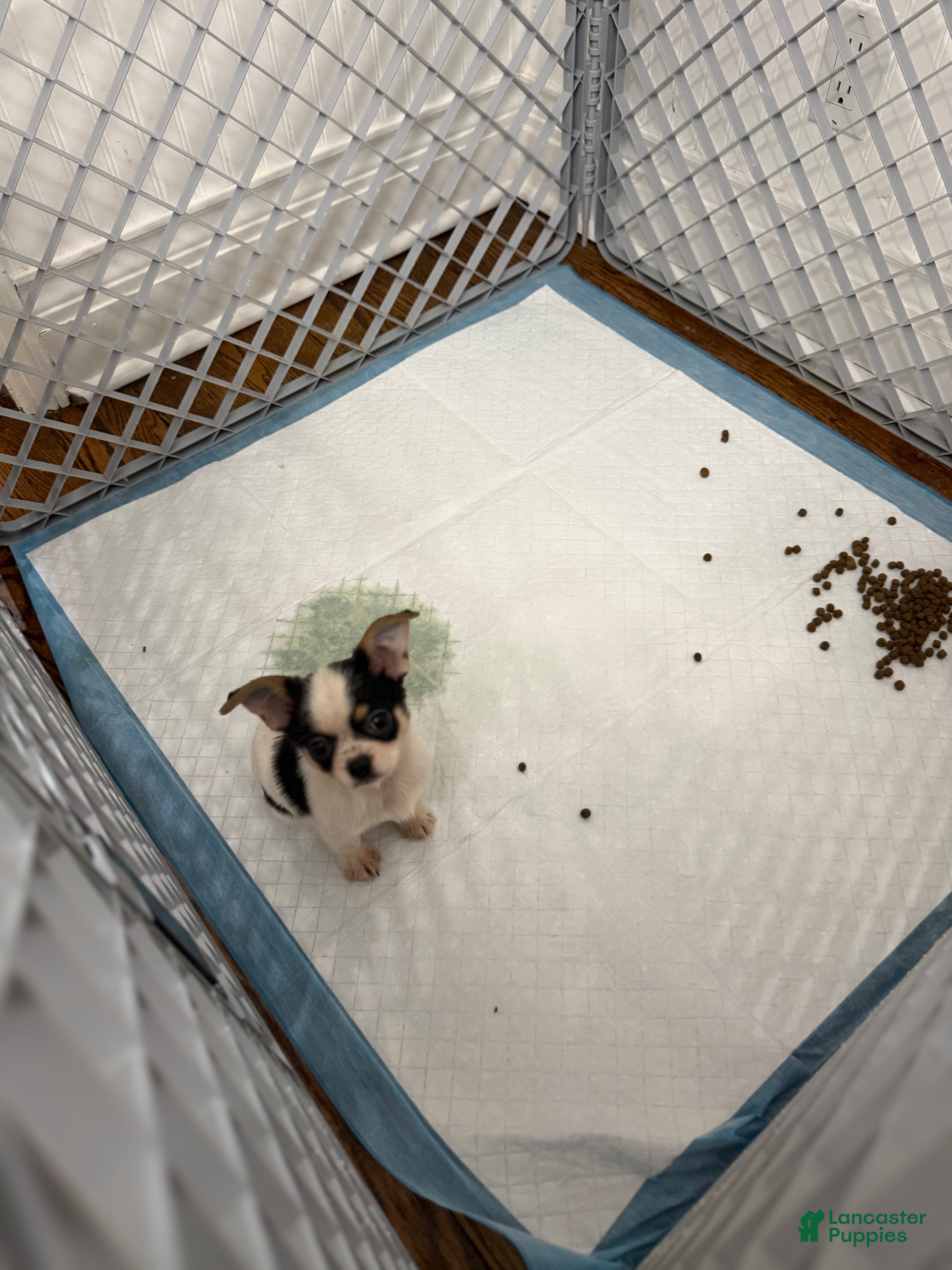 Chihuahua dogs Oreo  - Ad 2