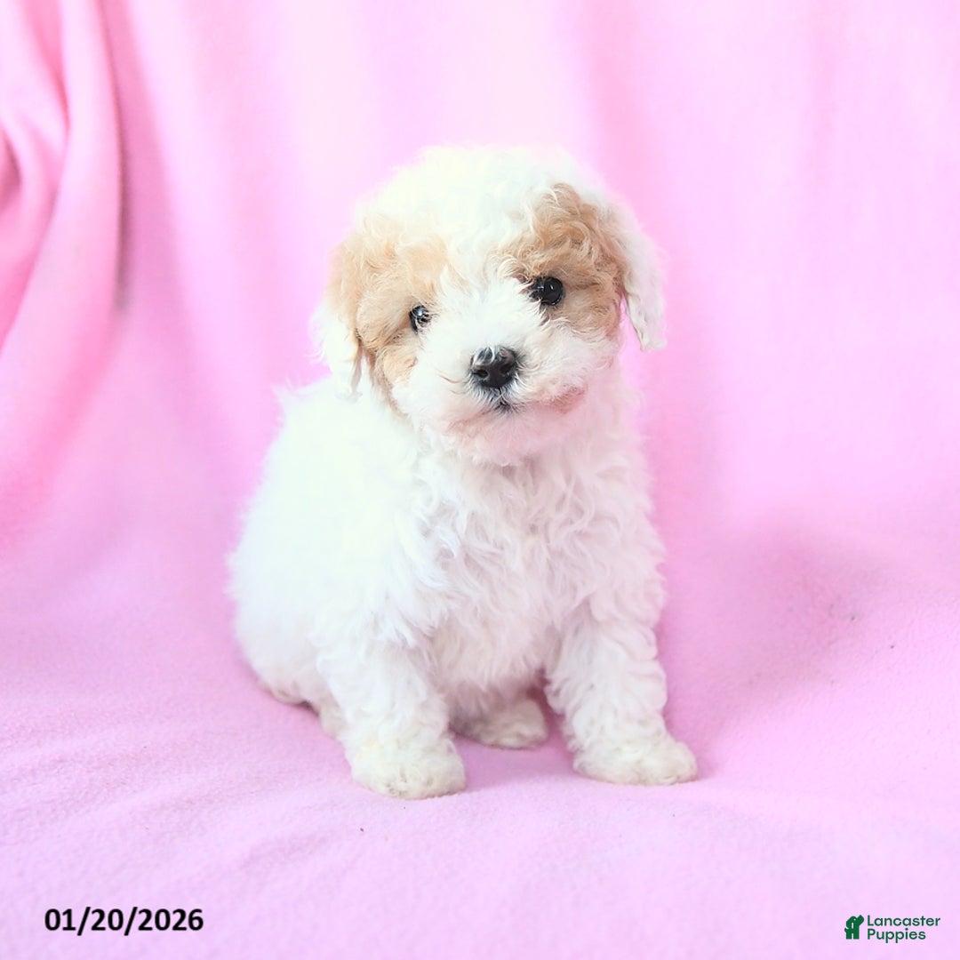Toy Poodle dogs for sale: Oscar - Ad 2